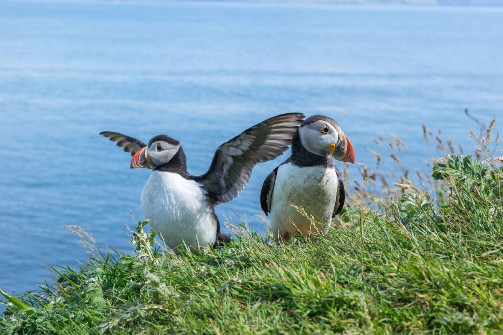 Moray Coast, Puffins and Speyside Whisky Explorer Tour from Inverness