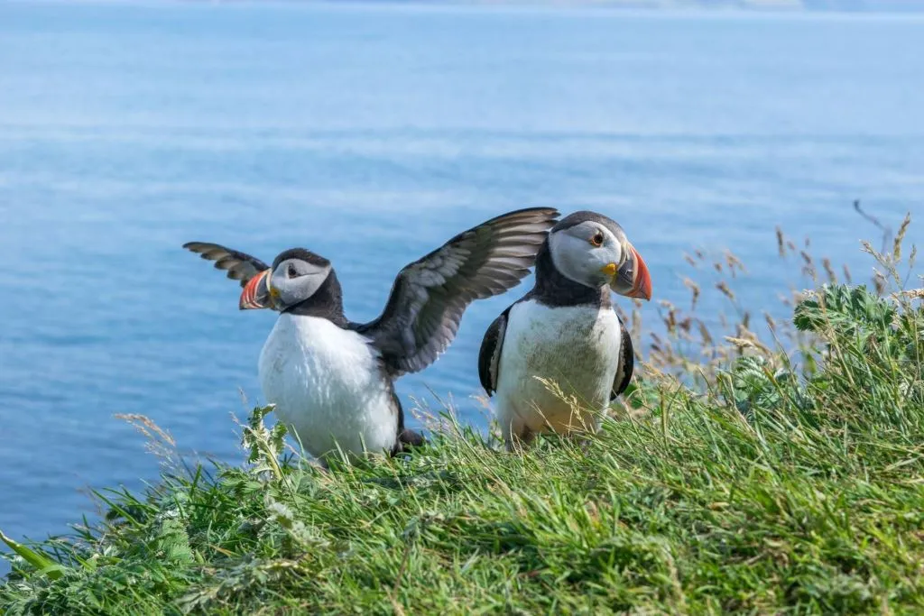 Moray Coast, Puffins and Speyside Whisky Explorer Tour from Inverness