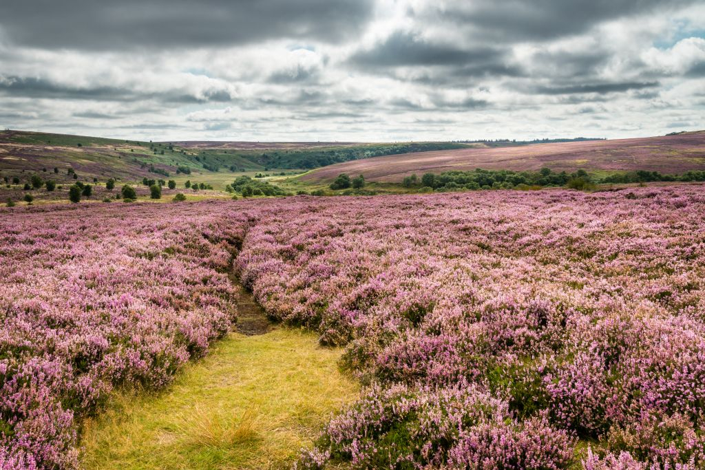 Whitby & The North York Moors: Day Trip from York