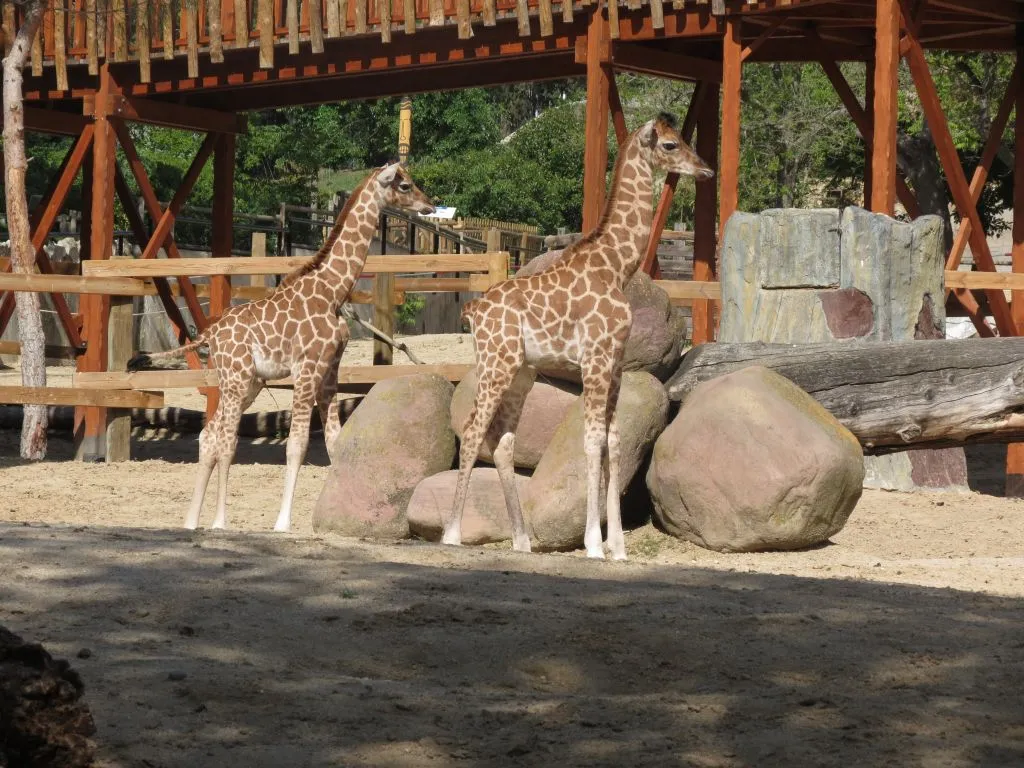 Zoo Aquarium Madrid