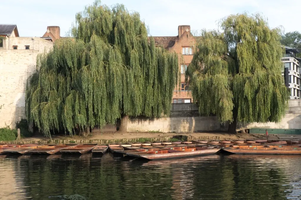 Cambridge University Punting Tour Led By University Students