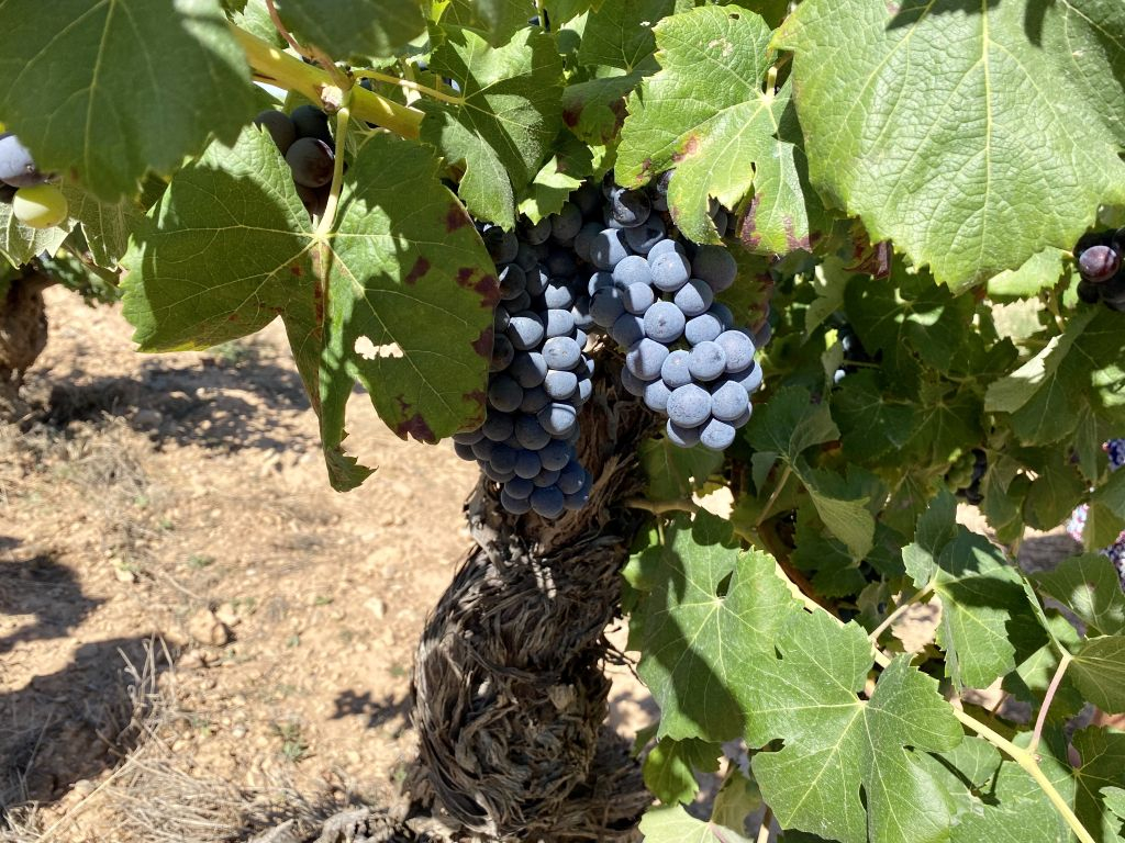 Utiel-Requena Wine Route from Valencia