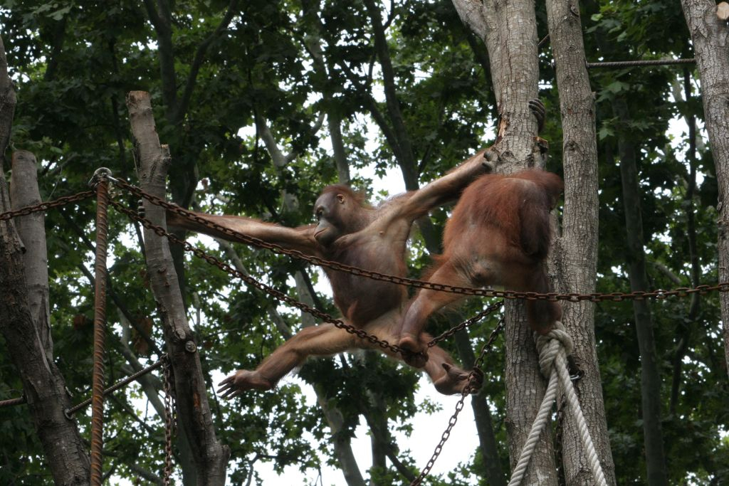 Zoo de Barcelona