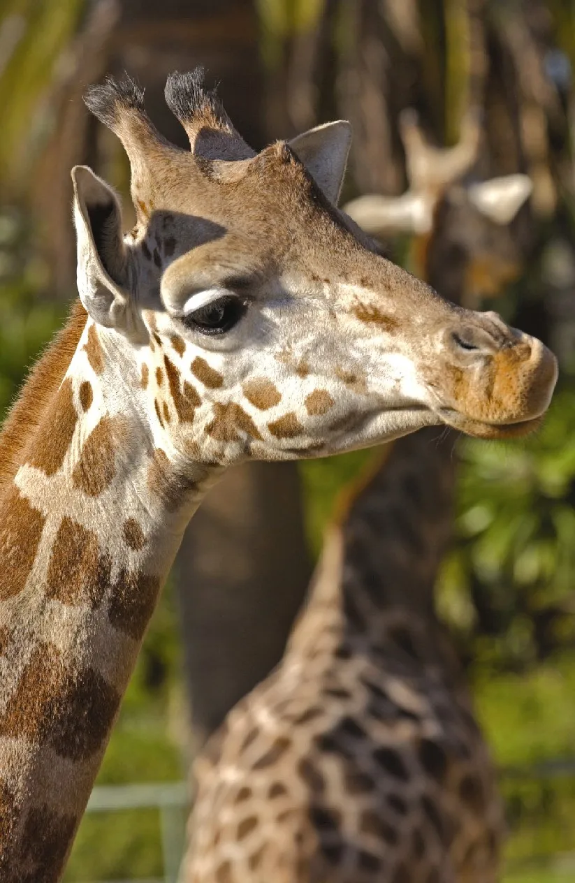 Zoo de Barcelona