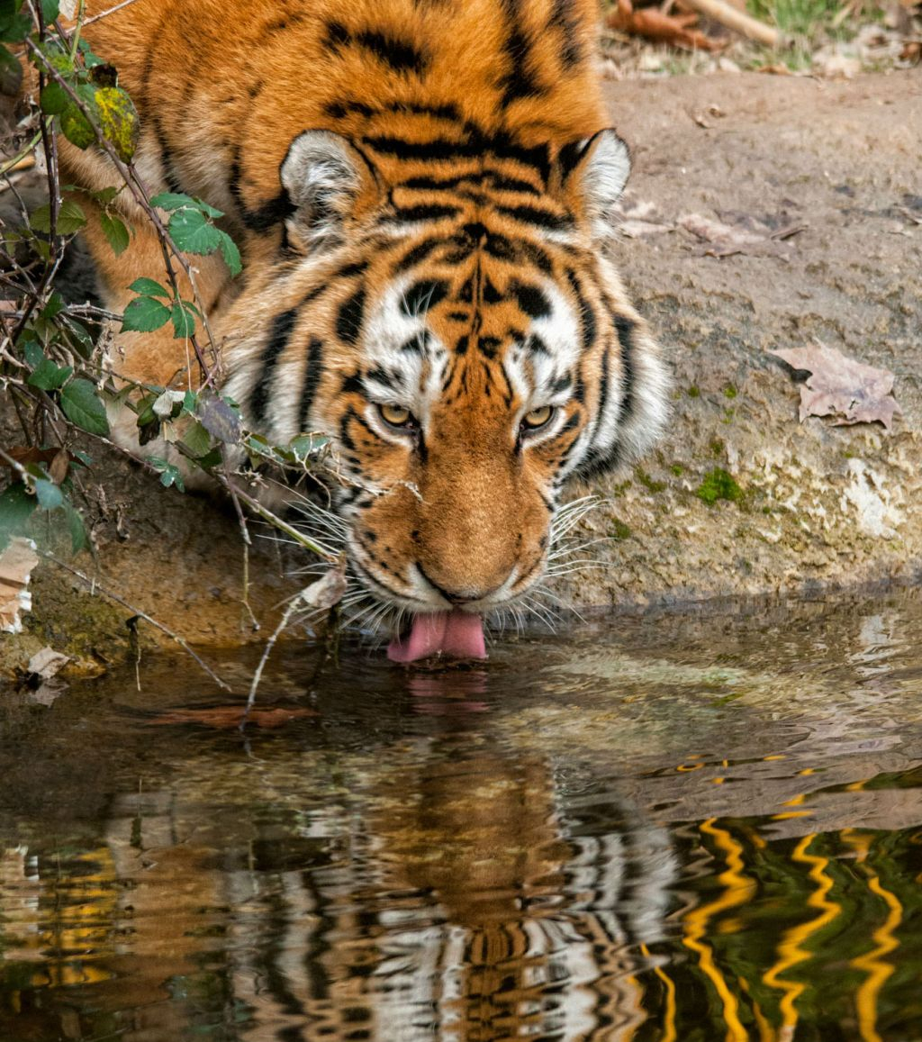 Parco Natura Viva: Biglietto saltafila
