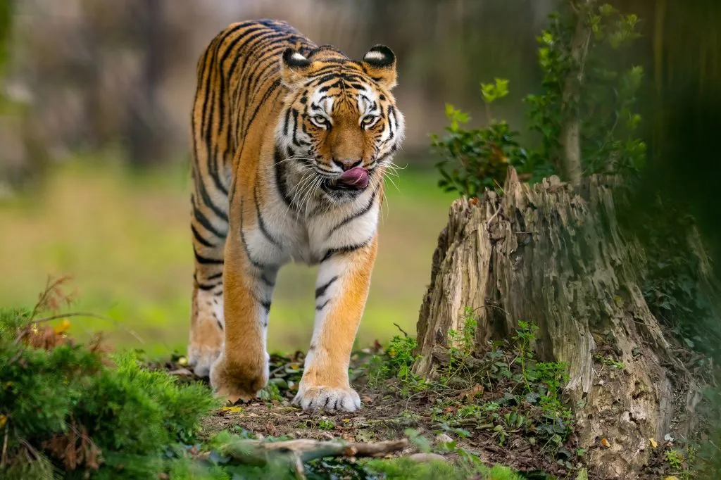 Parco Natura Viva: Biglietto saltafila