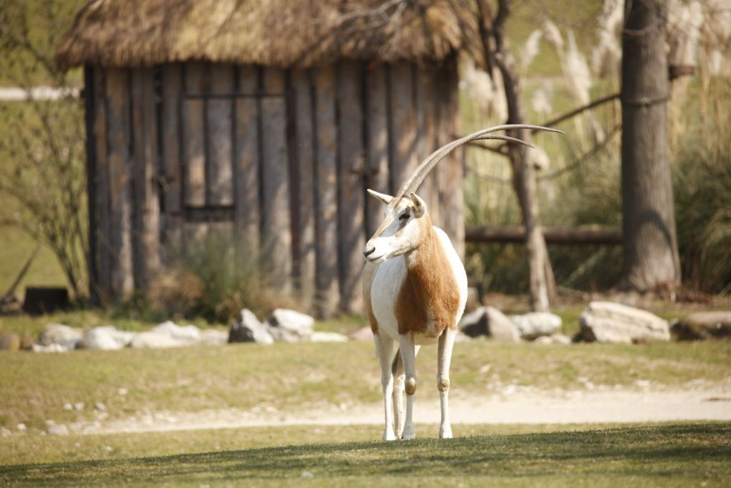 Parco Natura Viva: Biglietto saltafila