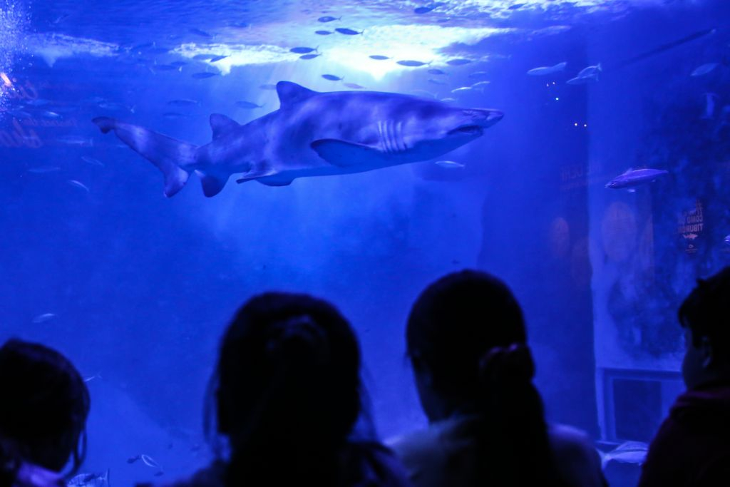 Acuario de Sevilla