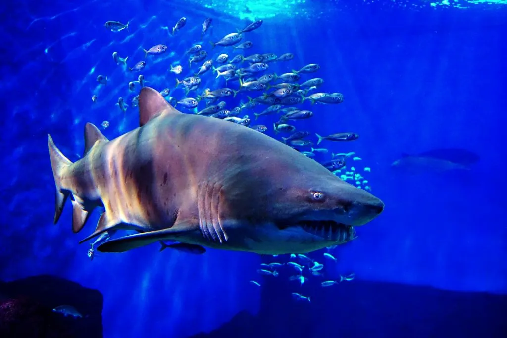 Acuario de Sevilla