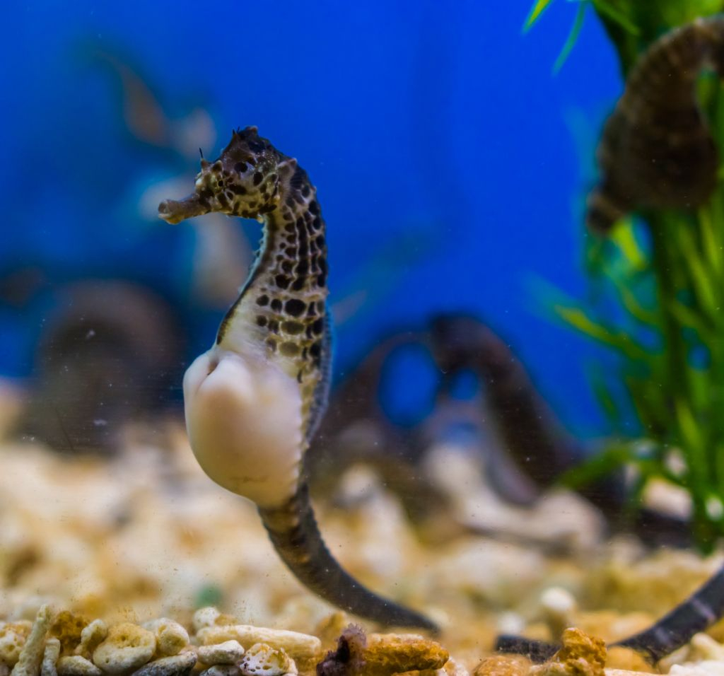 Acuario de Sevilla