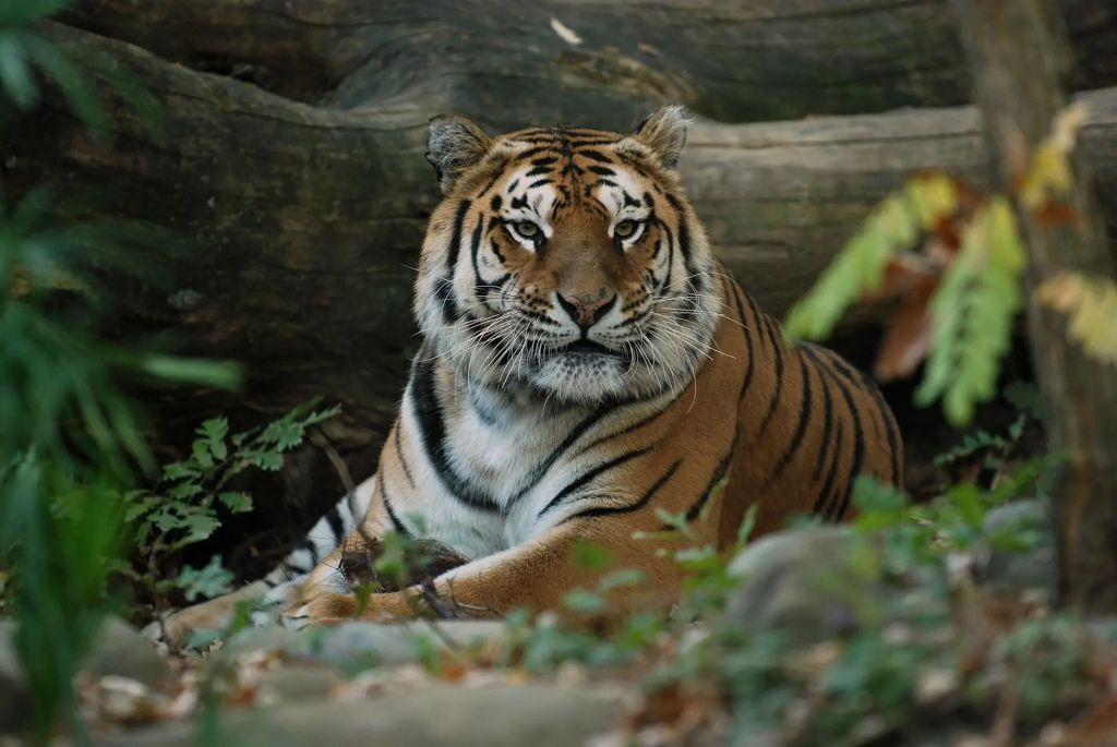 Pistoia Zoological Garden: Fast Track Ticket