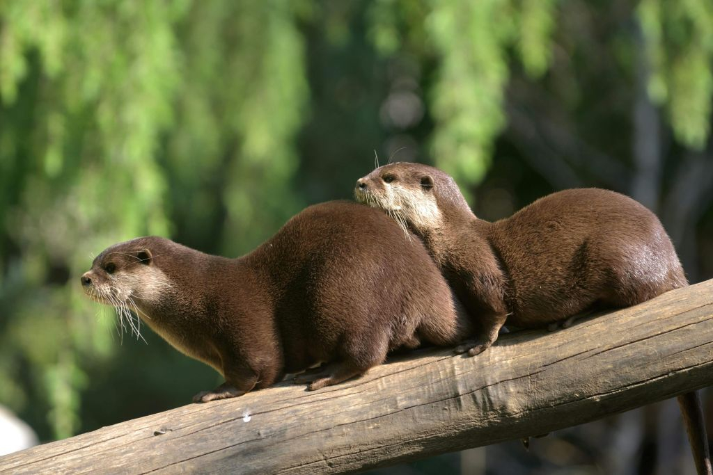 Pistoia Zoological Garden: Fast Track Ticket