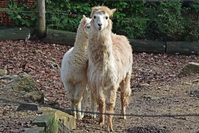 Pistoia Zoological Garden: Fast Track Ticket