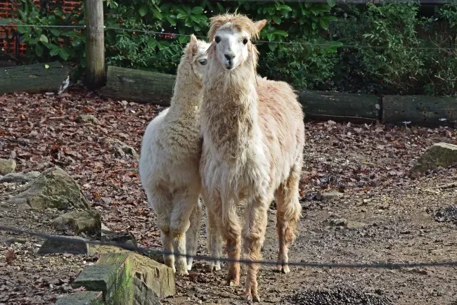 Pistoia Zoological Garden: Fast Track Ticket