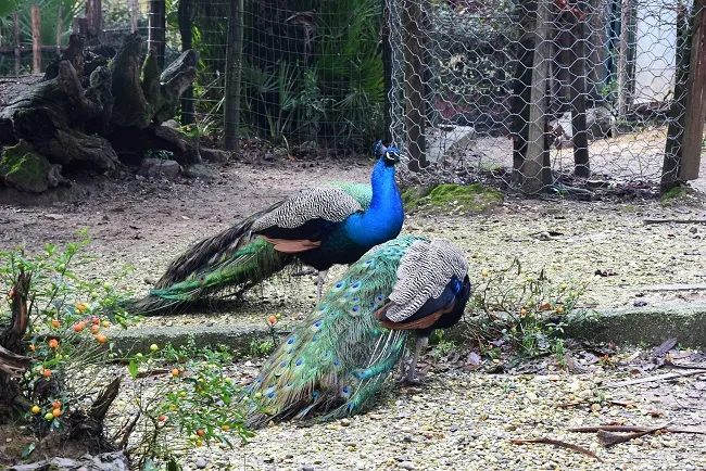 Pistoia Zoological Garden: Fast Track Ticket