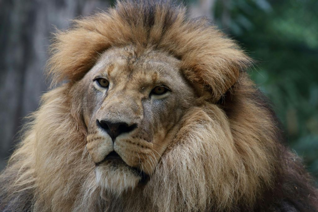 Pistoia Zoological Garden: Fast Track Ticket