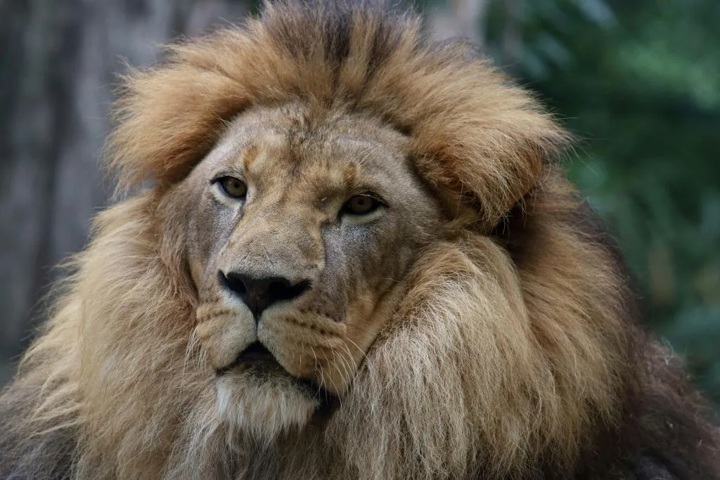 Pistoia Zoological Garden: Fast Track Ticket