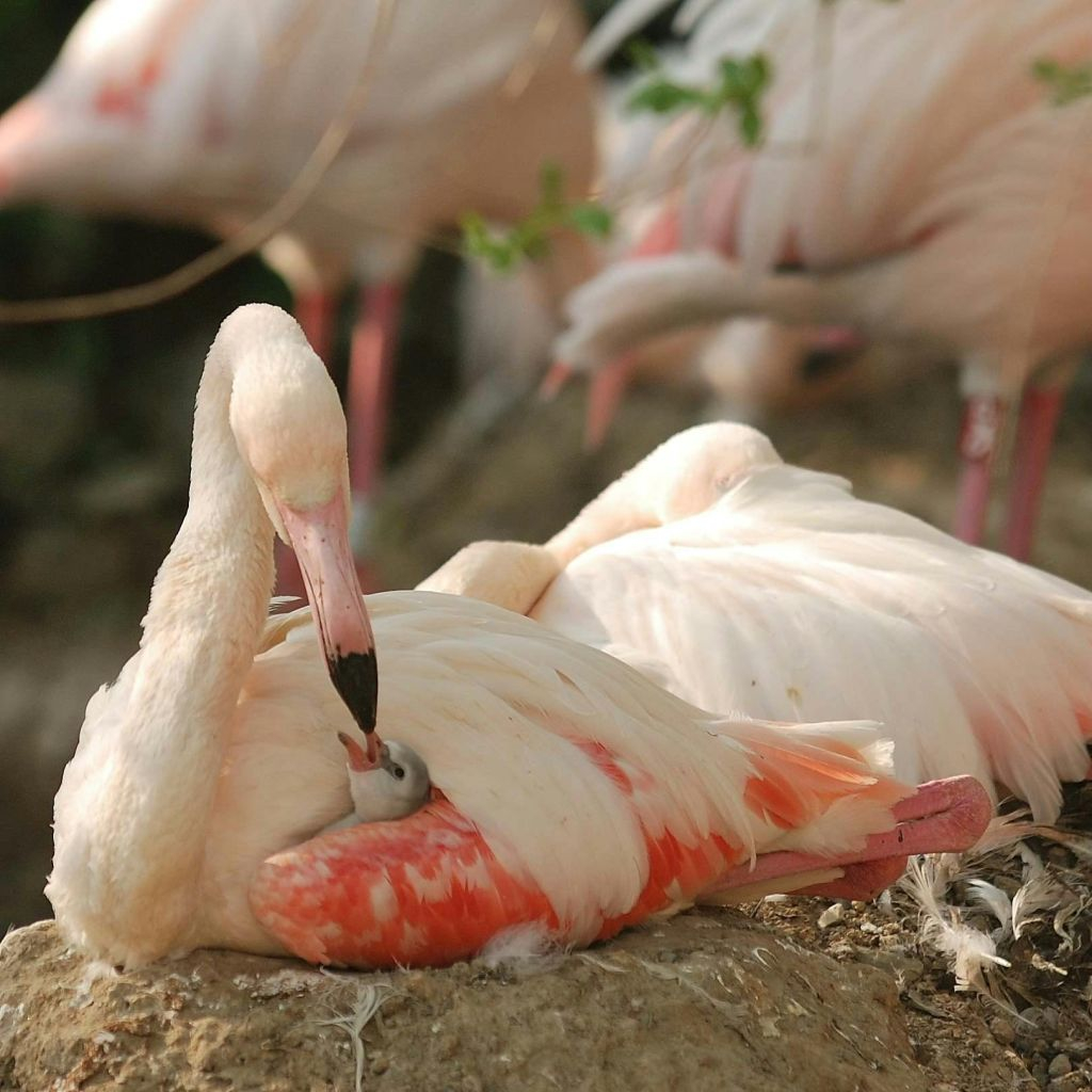 Pistoia Zoological Garden: Fast Track Ticket