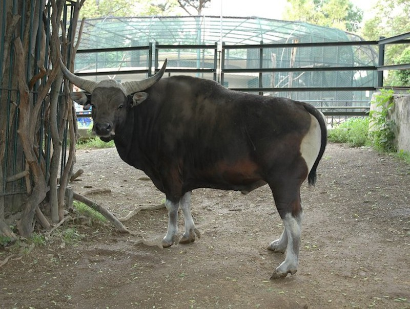 Bioparco: Fast Track Ticket