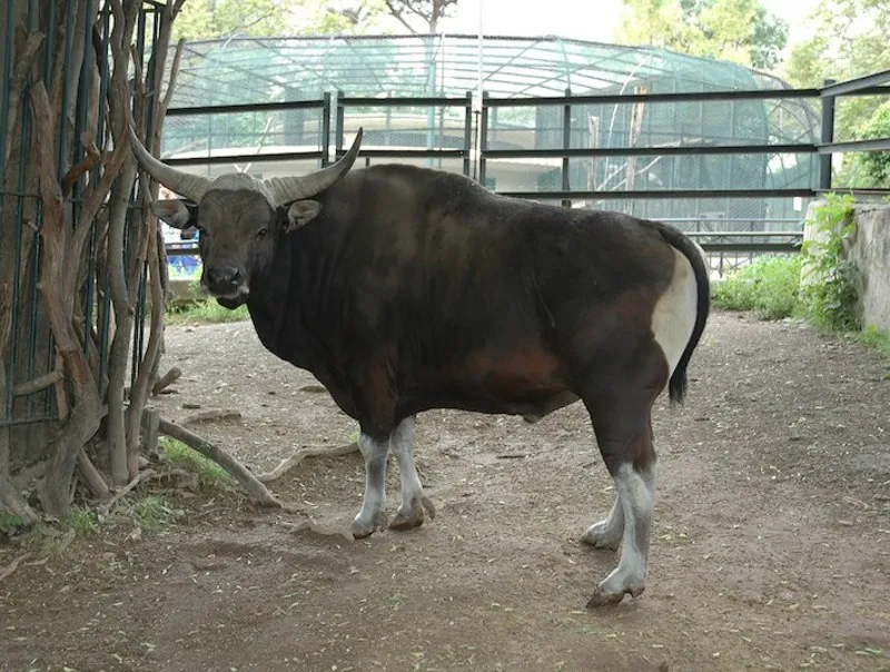 Bioparco: Fast Track Ticket