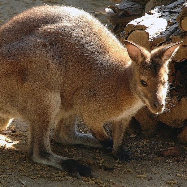 Bioparco: Fast Track Ticket