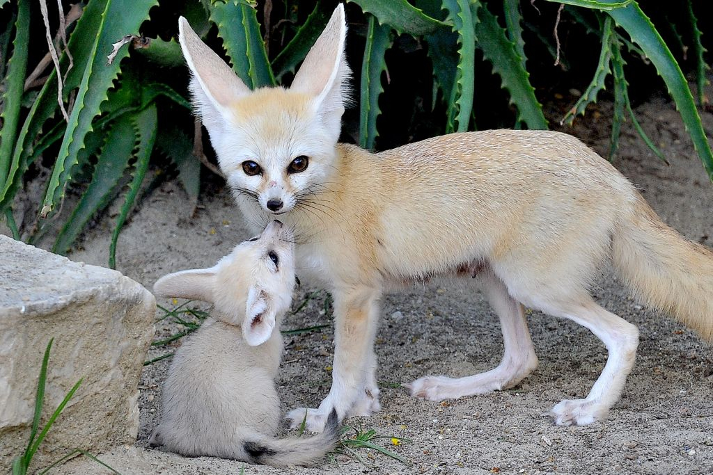 Bioparco: Fast Track Ticket