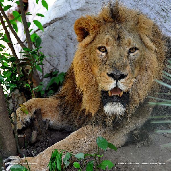 Bioparco: Fast Track Ticket