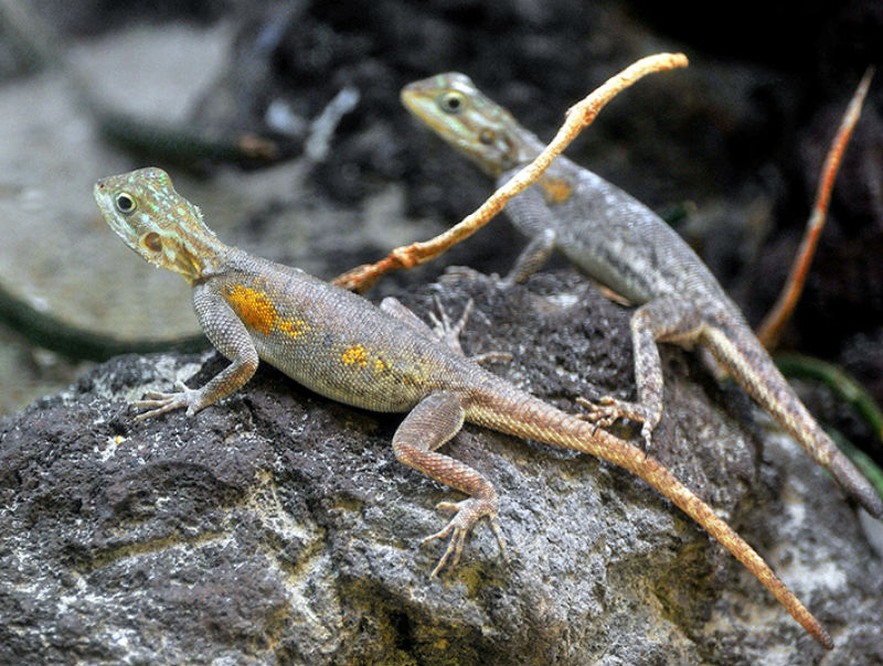 Bioparco: Fast Track Ticket
