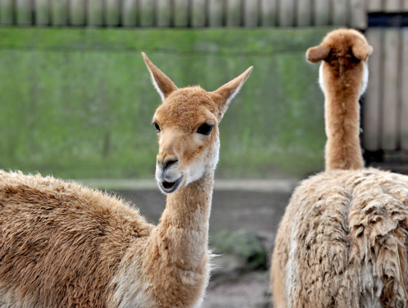 Bioparco: Fast Track Ticket