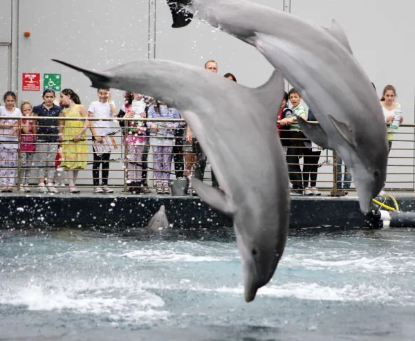 Acquario di Genova: Biglietto d'ingresso + Pranzo o colazione