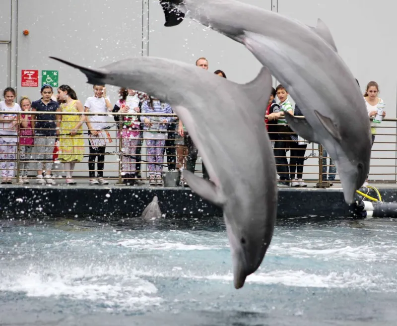 Acquario di Genova: Biglietto d'ingresso + Pranzo o colazione