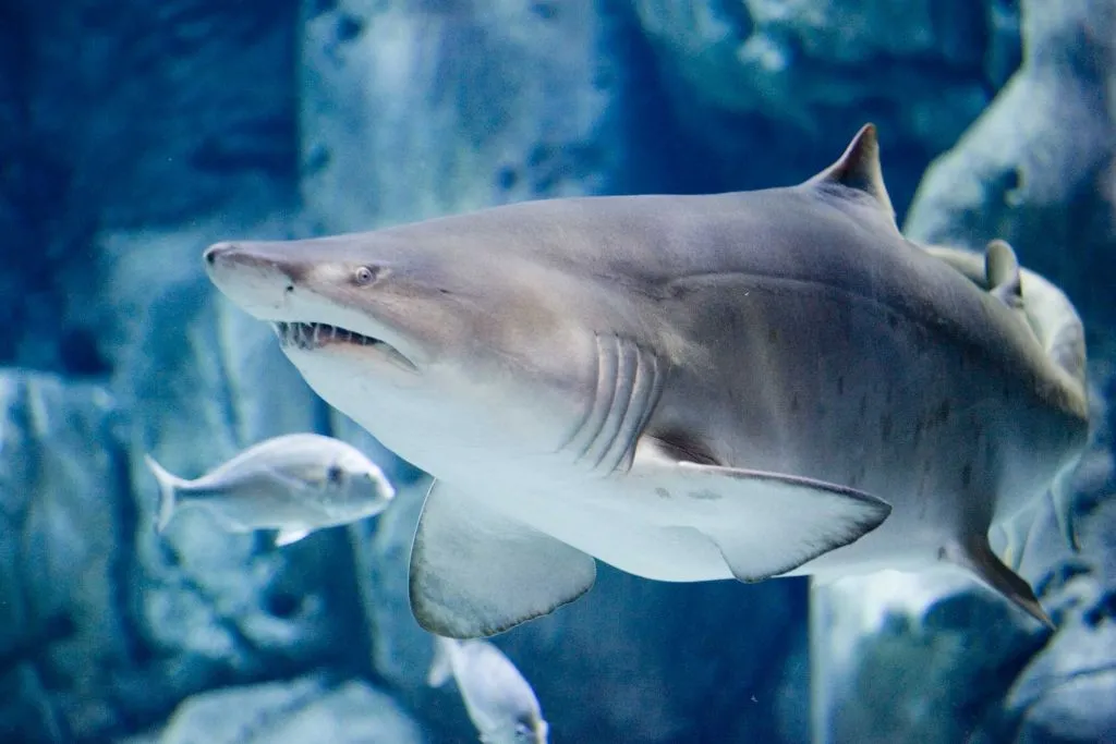 Acuario de Gijón