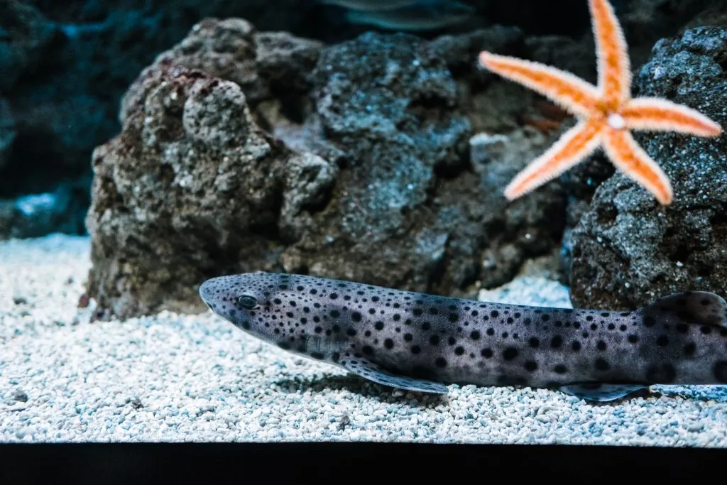 Acuario de Gijón