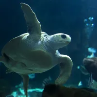 Acuario de Gijón