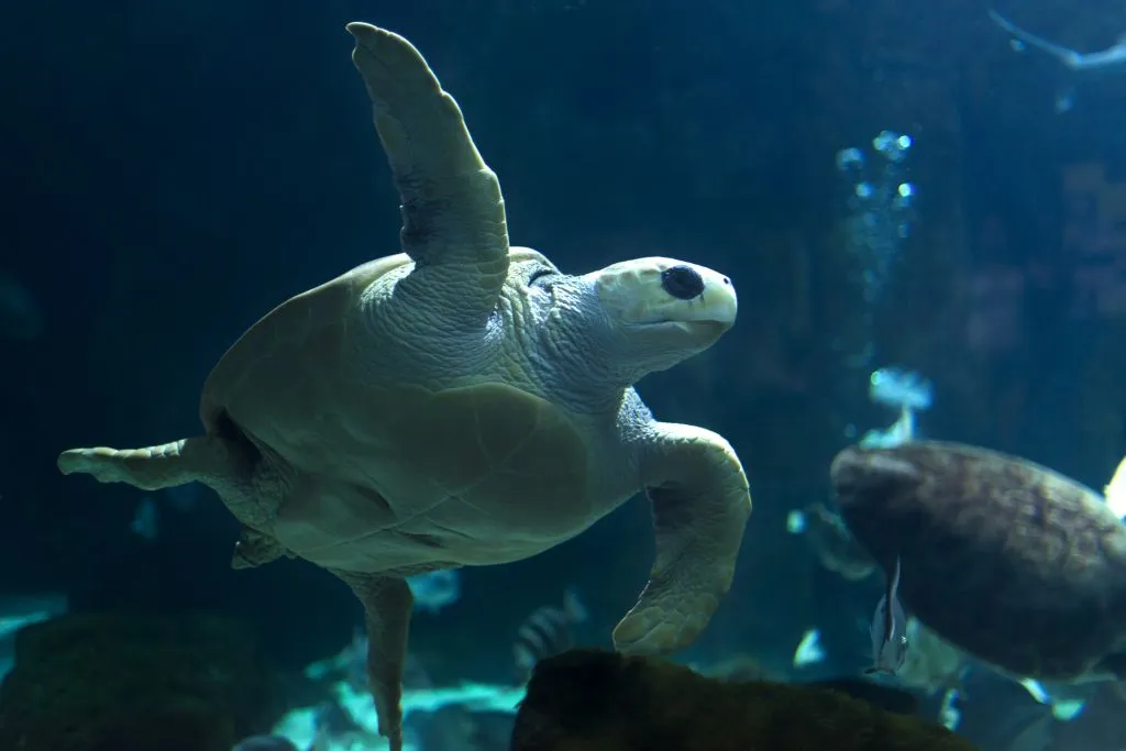 Acuario de Gijón
