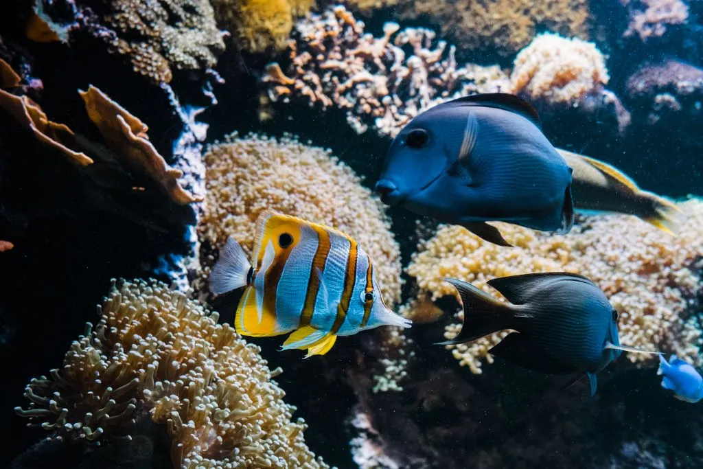 Acuario de Gijón