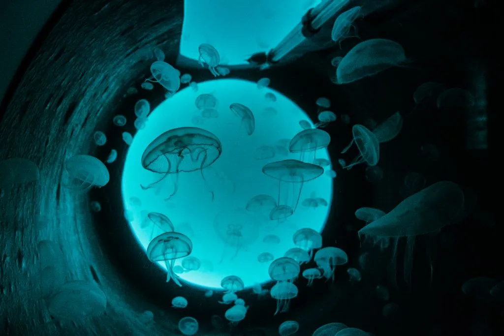 Acuario de Gijón