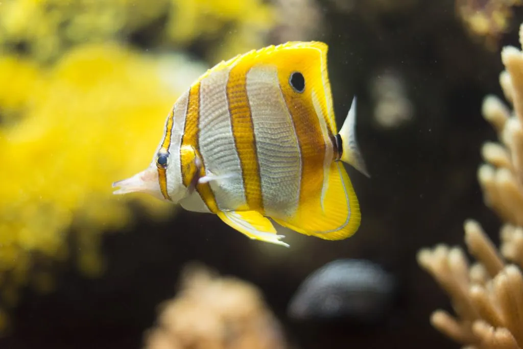 Acuario de Gijón