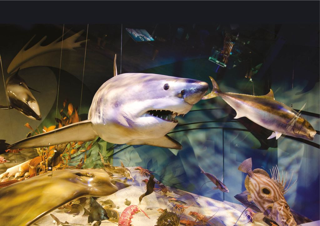 Acuario de Cattolica: Entrada de acceso rápido