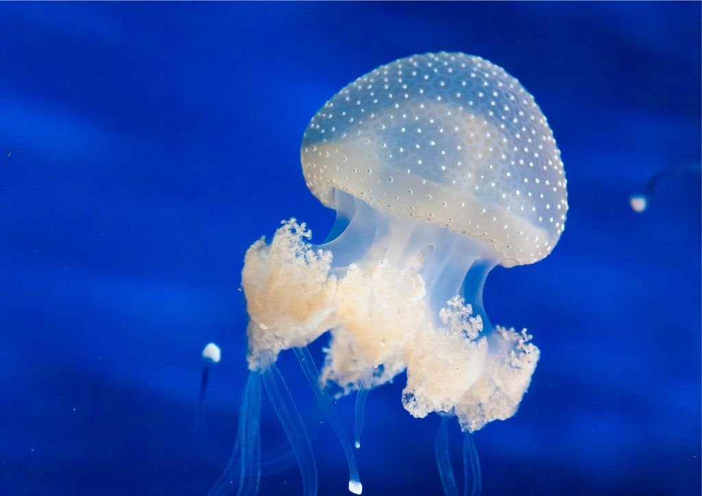 Acuario de Cattolica: Entrada de acceso rápido
