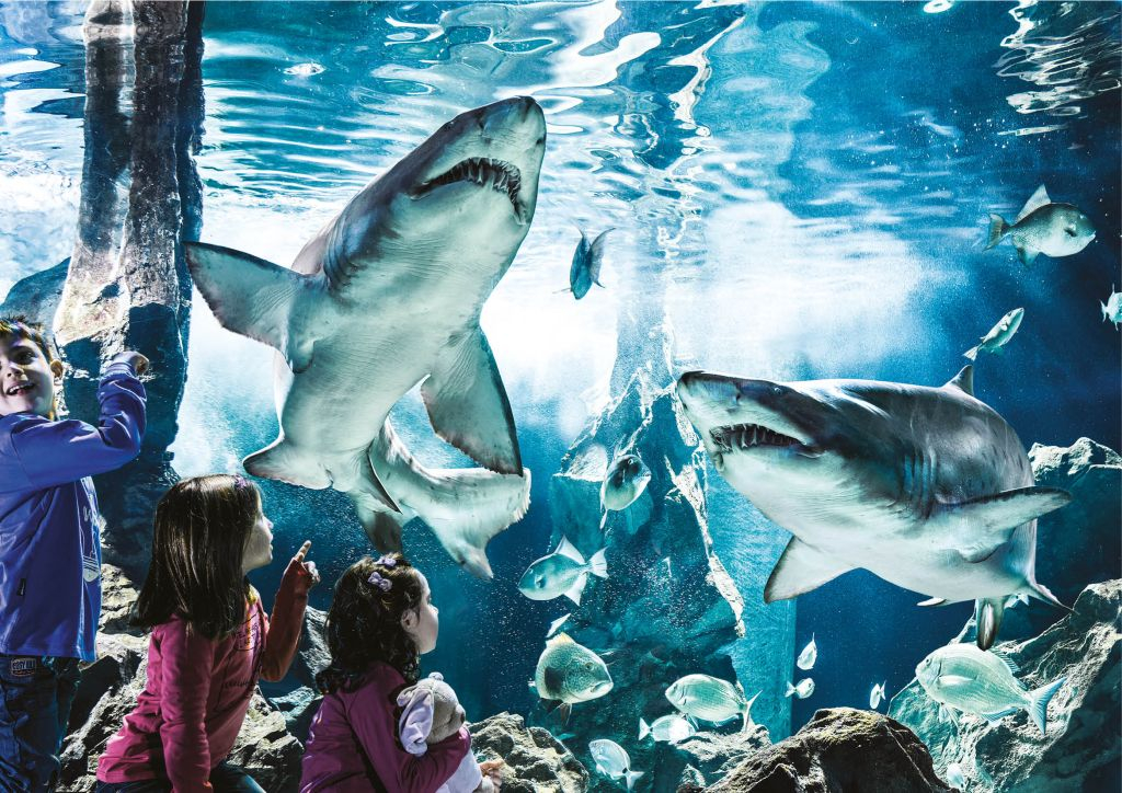 Acuario de Cattolica: Entrada de acceso rápido