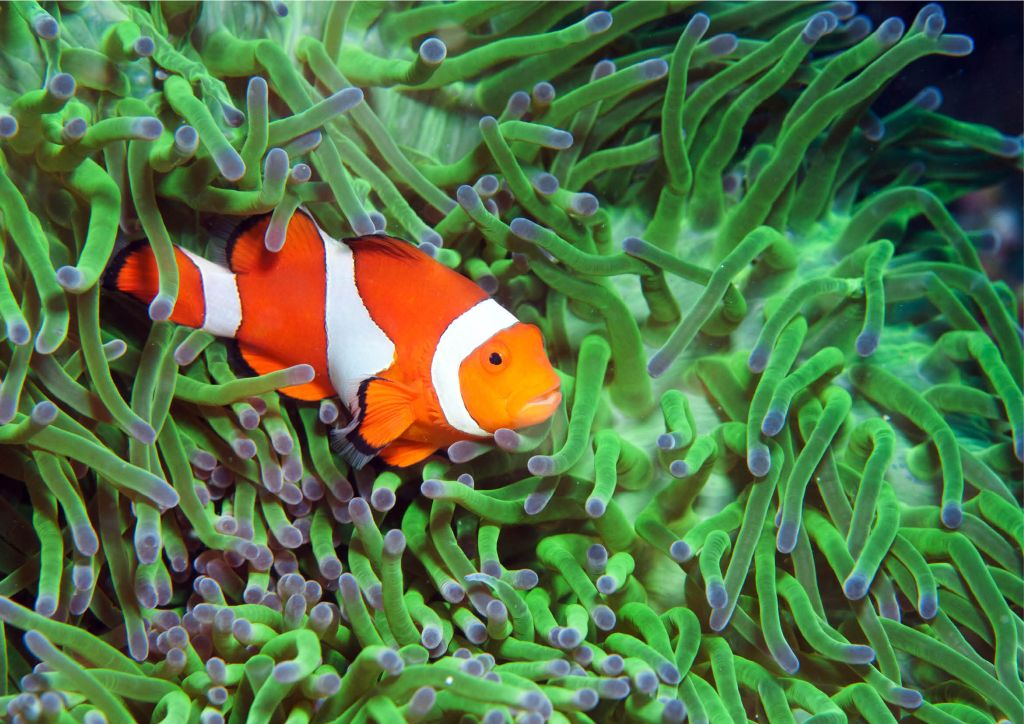 Acuario de Cattolica: Entrada de acceso rápido