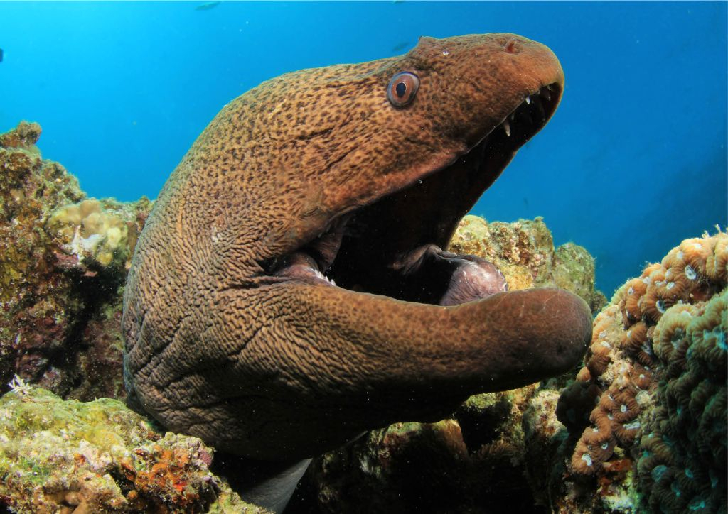 Acuario de Cattolica: Entrada de acceso rápido