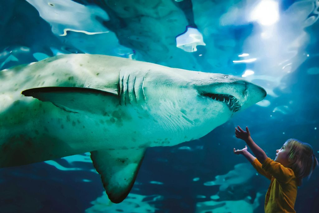 Acuario de Cattolica: Entrada de acceso rápido
