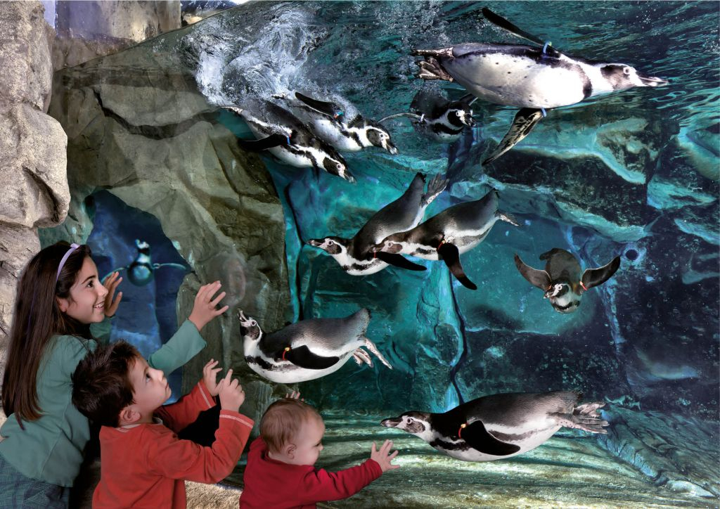 Acuario de Cattolica: Entrada de acceso rápido