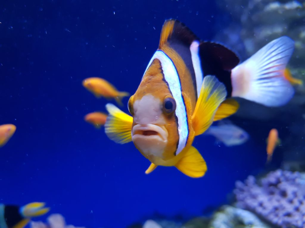 Acquario di Napoli: Biglietto d'ingresso