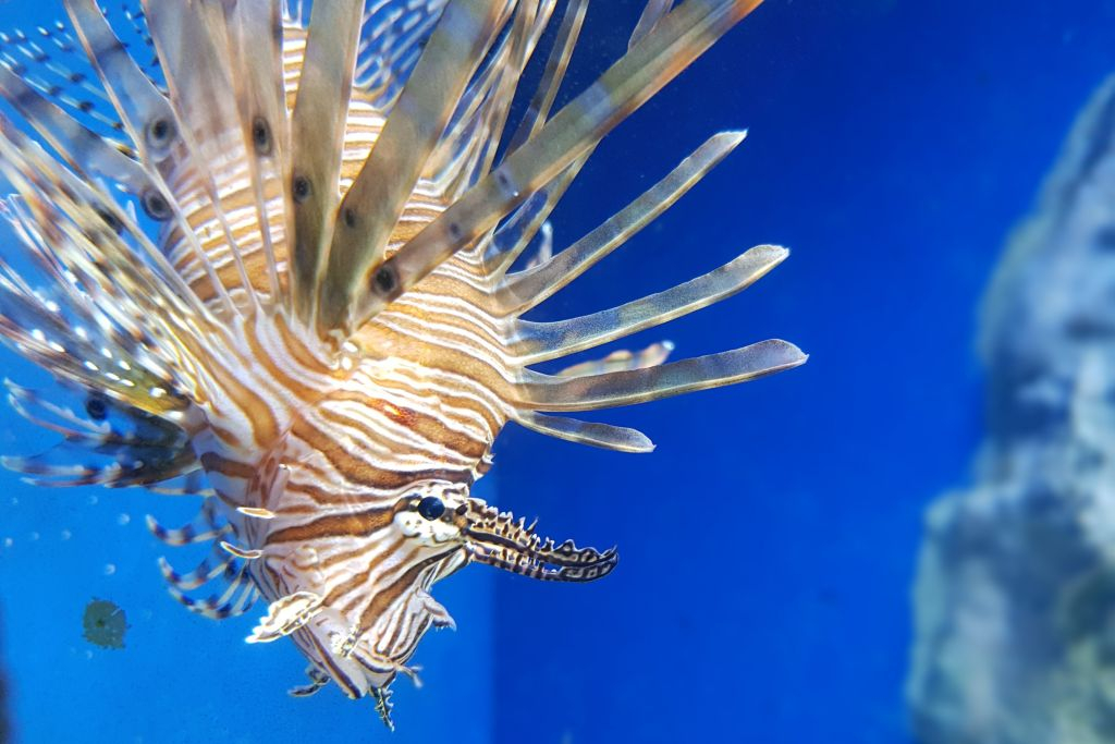 Aquarium of Naples: Entry Ticket