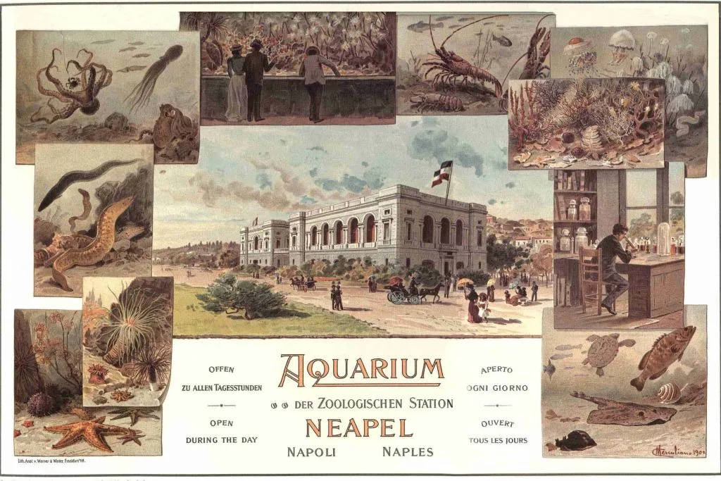 Aquarium of Naples: Entry Ticket