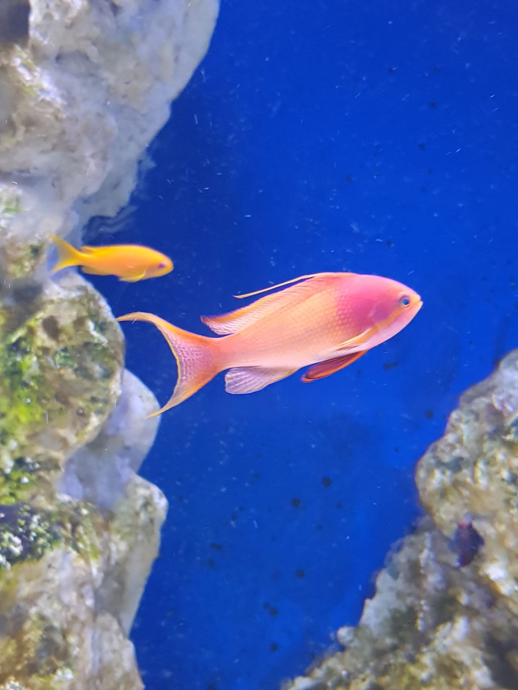 Aquarium of Naples: Entry Ticket