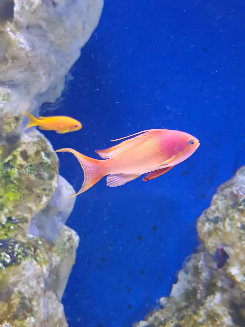 Aquarium of Naples: Entry Ticket